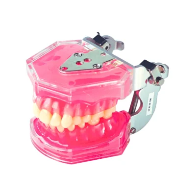 Home | Buy Now At Evodent Evodent dental typodont model with soft gingiva and removable teeth