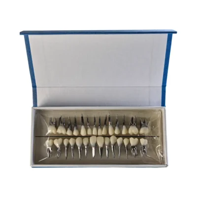 Evodent Signature Typodont Teeth with Metal Root and Tooth Color Crown, For Orthodontic Training, Set of 28 Teeth