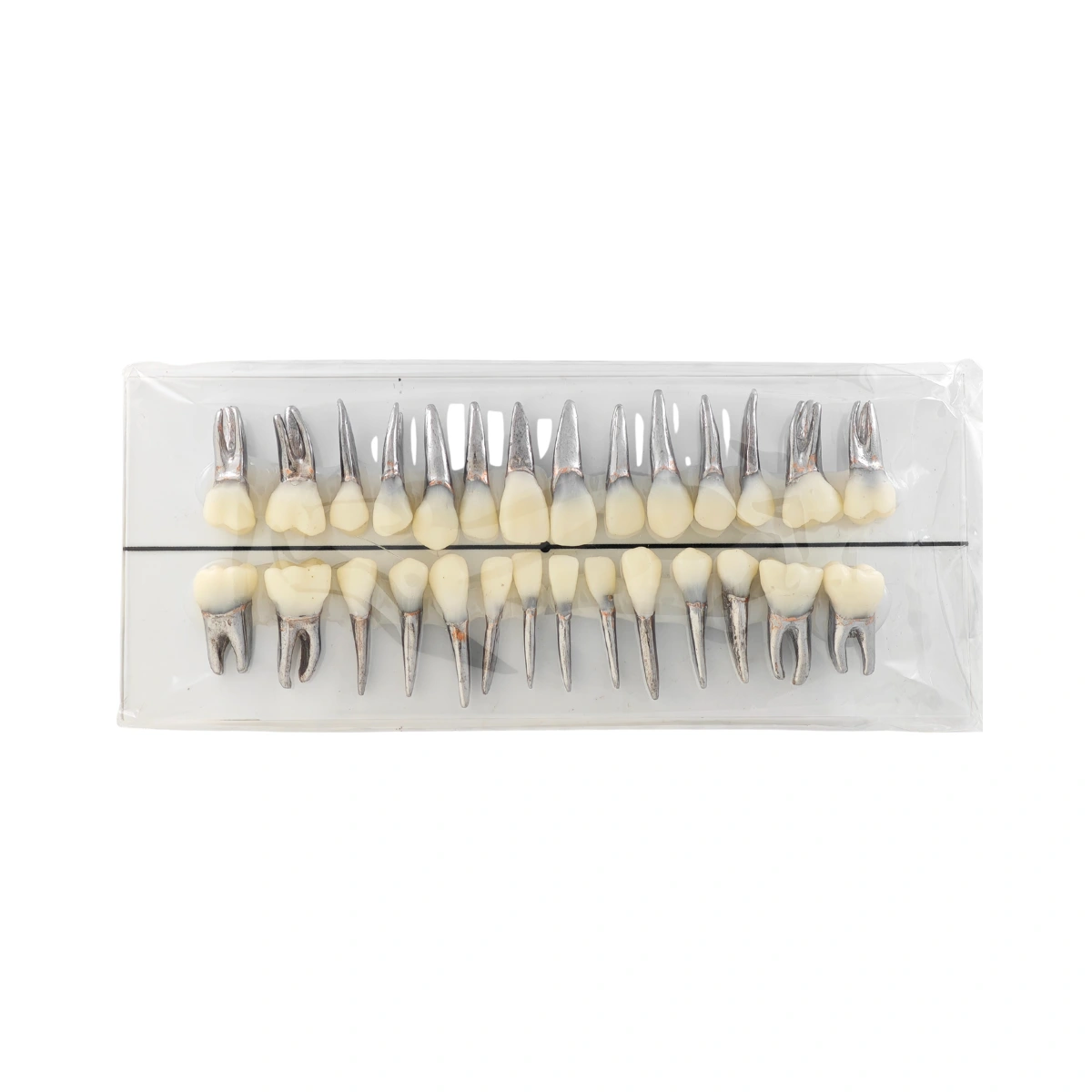 Evodent Signature Typodont Teeth With Metal Root And Tooth Color Crown, For Orthodontic Training, Set Of 28 Teeth | Buy Now At Evodent Evodent signature typodont teeth with metal root and tooth color crown, for orthodontic training, set of 28 teeth