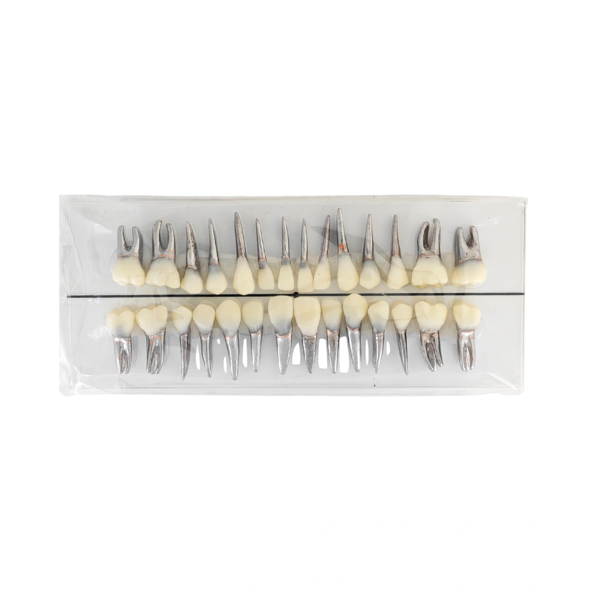 Evodent Signature Typodont Teeth With Metal Root And Tooth Color Crown, For Orthodontic Training, Set Of 28 Teeth | Buy Now At Evodent Evodent signature typodont teeth with metal root and tooth color crown, for orthodontic training, set of 28 teeth