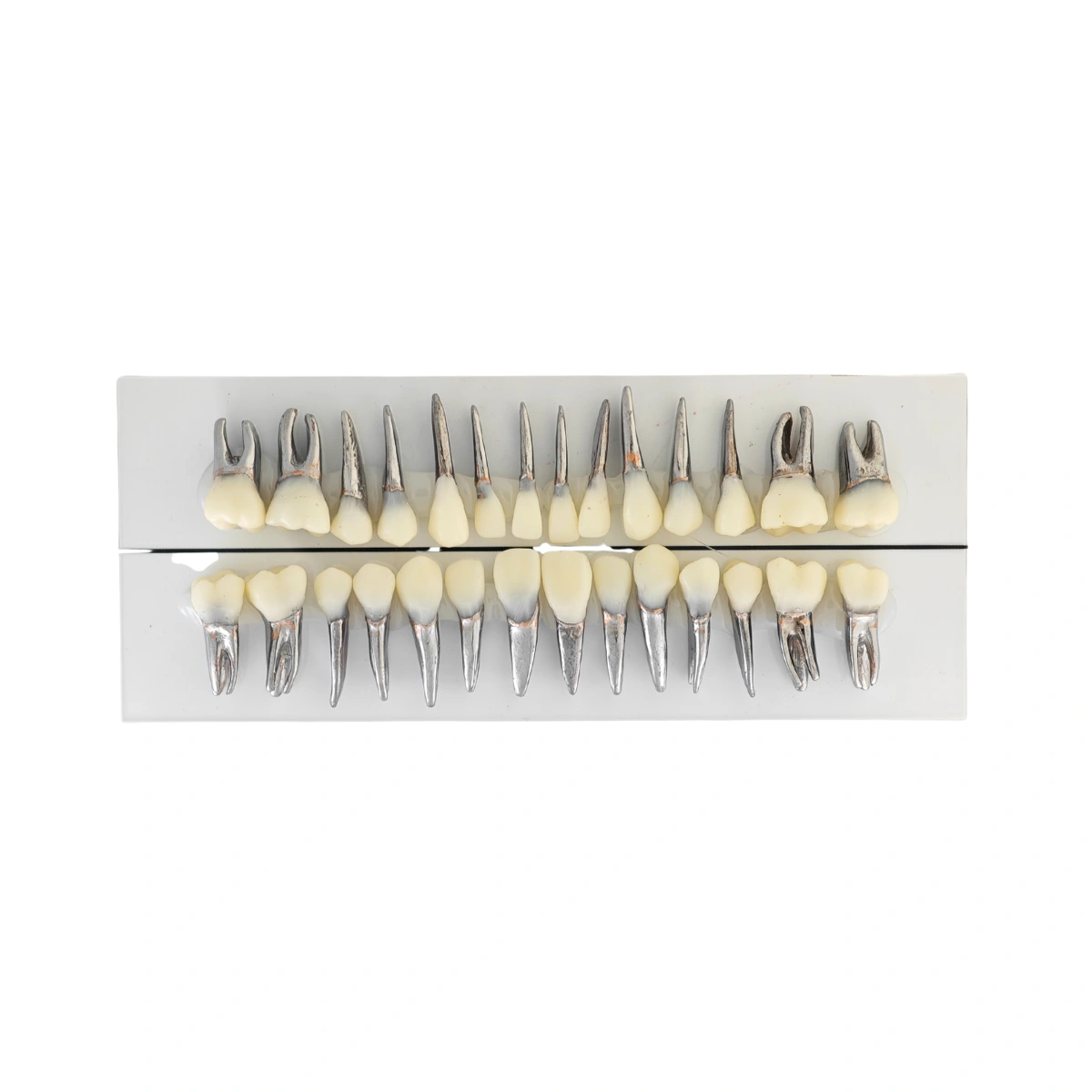 Evodent Signature Typodont Teeth With Metal Root And Tooth Color Crown, For Orthodontic Training, Set Of 28 Teeth | Buy Now At Evodent Evodent signature typodont teeth with metal root and tooth color crown, for orthodontic training, set of 28 teeth