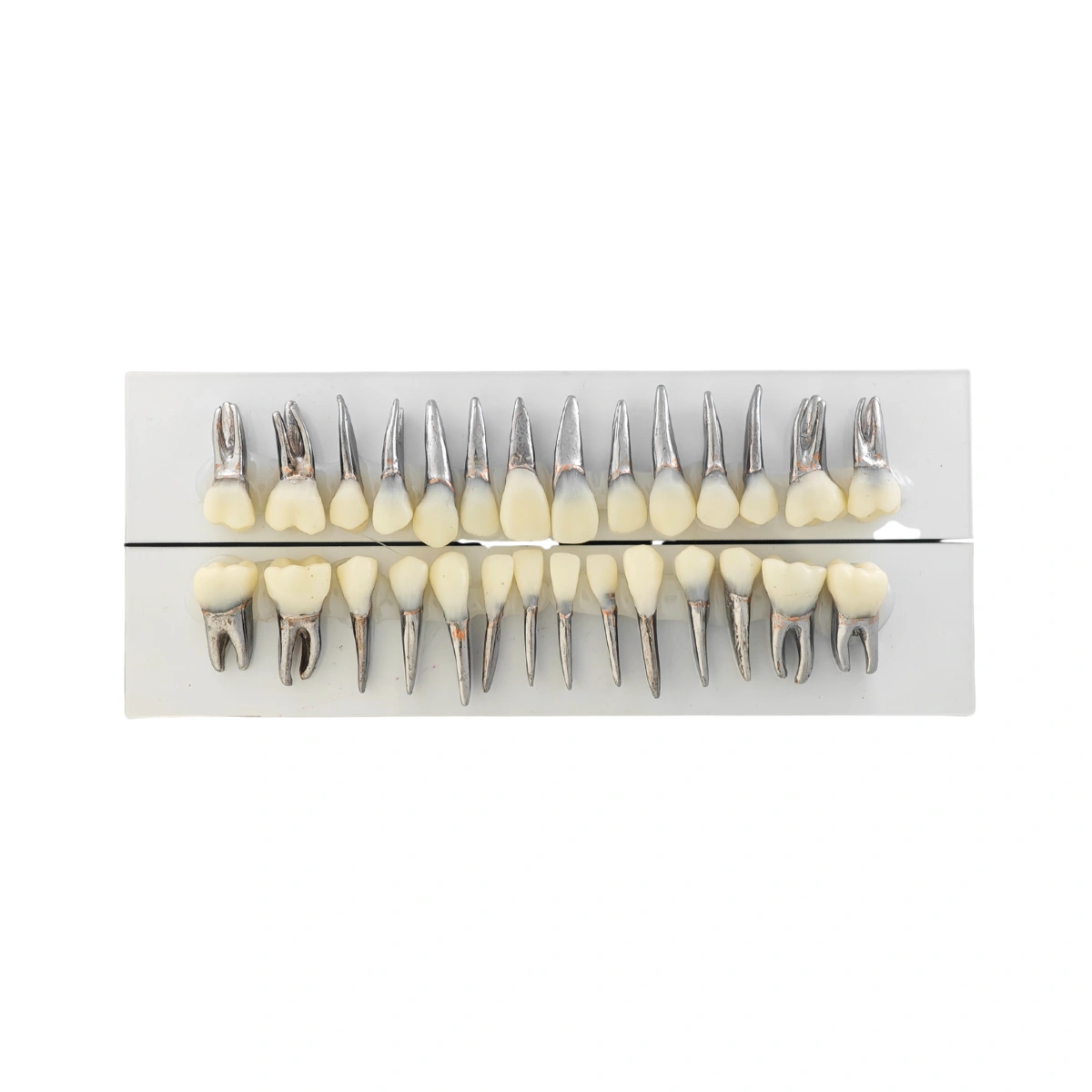 Evodent Signature Typodont Teeth With Metal Root And Tooth Color Crown, For Orthodontic Training, Set Of 28 Teeth | Buy Now At Evodent Evodent signature typodont teeth with metal root and tooth color crown, for orthodontic training, set of 28 teeth