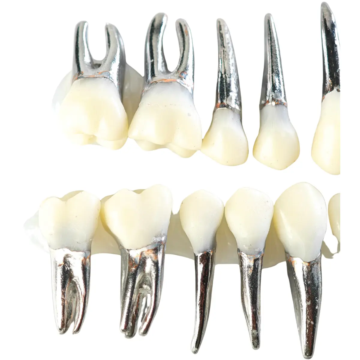 Evodent Signature Typodont Teeth With Metal Root And Tooth Color Crown, For Orthodontic Training, Set Of 28 Teeth | Buy Now At Evodent Evodent signature typodont teeth with metal root and tooth color crown, for orthodontic training, set of 28 teeth