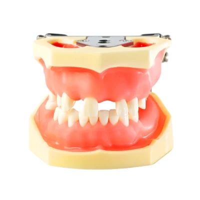 Evodent Sinus Lift Demonstration Model - Dental Implant Practice and Sinus Augmentation Training Model