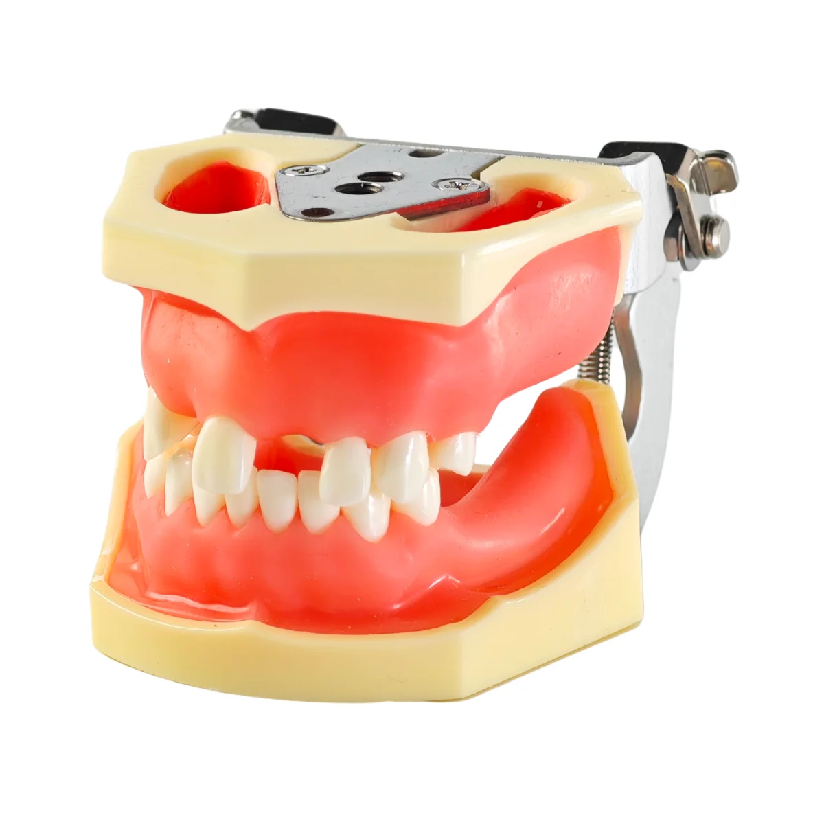 Evodent Sinus Lift Demonstration Model - Dental Implant Practice And Sinus Augmentation Training Model | Buy Now At Evodent Evodent sinus lift demonstration model - dental implant practice and sinus augmentation training model