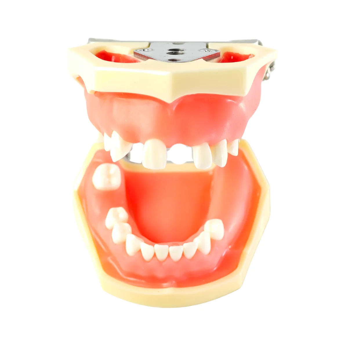 Evodent Sinus Lift Demonstration Model - Dental Implant Practice And Sinus Augmentation Training Model | Buy Now At Evodent Evodent sinus lift demonstration model - dental implant practice and sinus augmentation training model