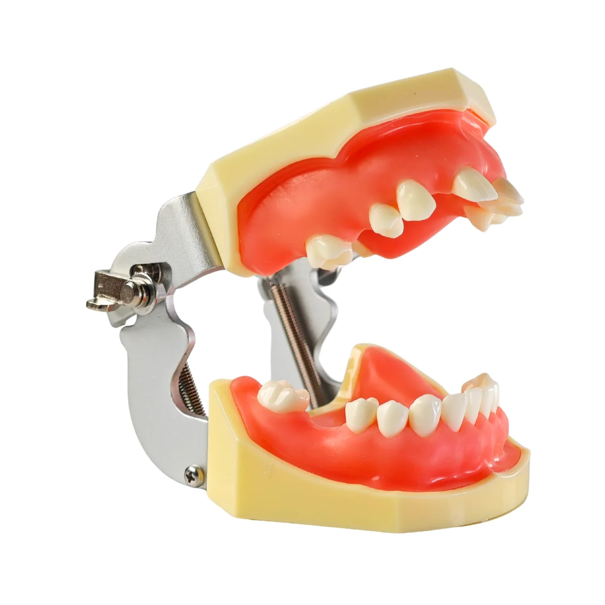 Evodent Sinus Lift Demonstration Model - Dental Implant Practice And Sinus Augmentation Training Model | Buy Now At Evodent Evodent sinus lift demonstration model - dental implant practice and sinus augmentation training model
