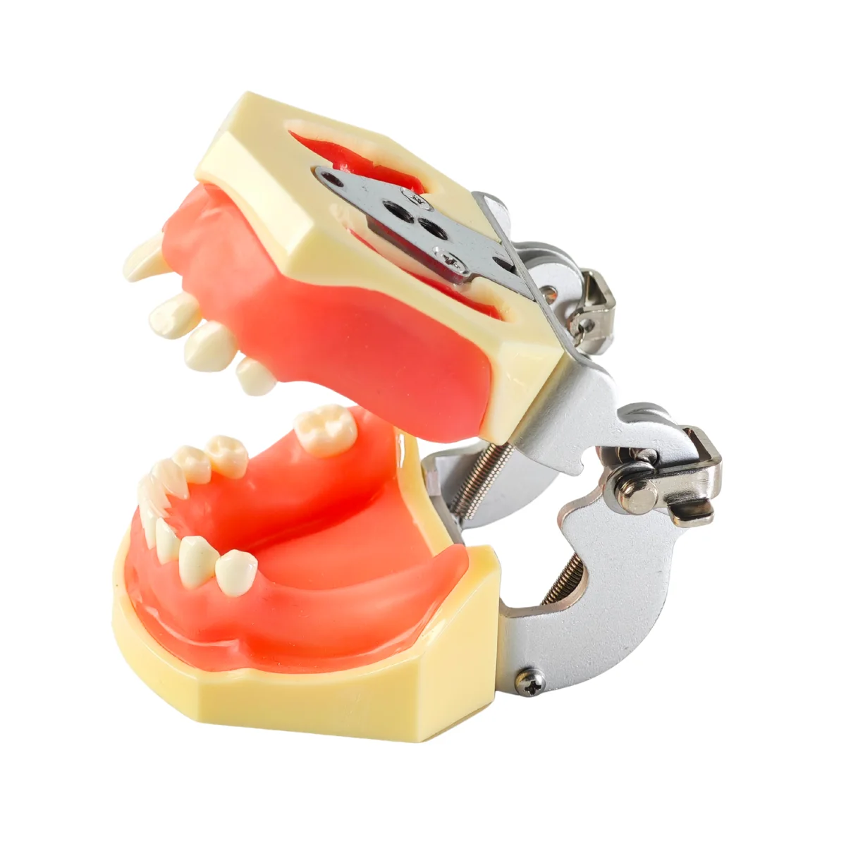 Evodent Sinus Lift Demonstration Model - Dental Implant Practice And Sinus Augmentation Training Model | Buy Now At Evodent Evodent sinus lift demonstration model - dental implant practice and sinus augmentation training model