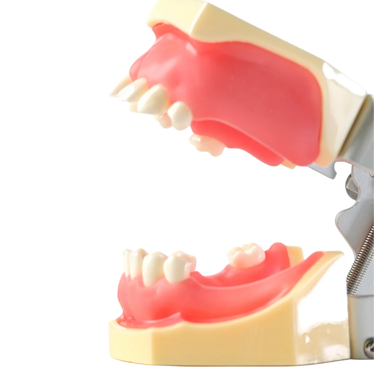 Evodent Sinus Lift Demonstration Model - Dental Implant Practice And Sinus Augmentation Training Model | Buy Now At Evodent Evodent sinus lift demonstration model - dental implant practice and sinus augmentation training model