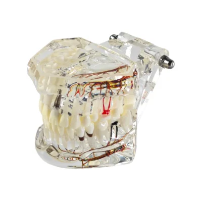 Home | Buy Now At Evodent Evodent all in one dental implant and nerve anatomy patient education model - transparent jaw, teeth, roots & nerve supply