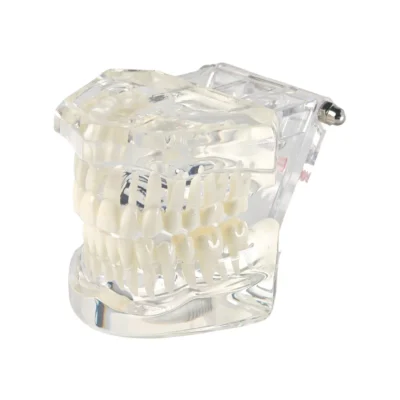 Evodent Ideal Dental Model Acrylic