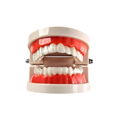 Evodent Clear Aligner Model - Dental Patient Education Model for Orthodontic Aligners and Treatment Explanation