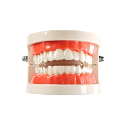 Evodent Clear Aligner Model - Dental Patient Education Model for Orthodontic Aligners and Treatment Explanation