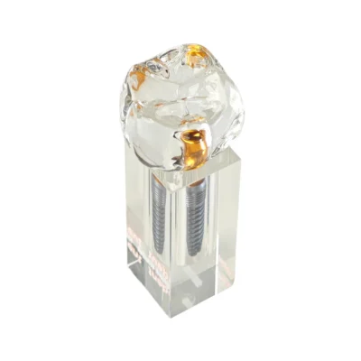 Evodent Implant Display Demonstration Model for Chairside Patient Education Evodent Implant Display Demonstration Model for Chairside Patient Education