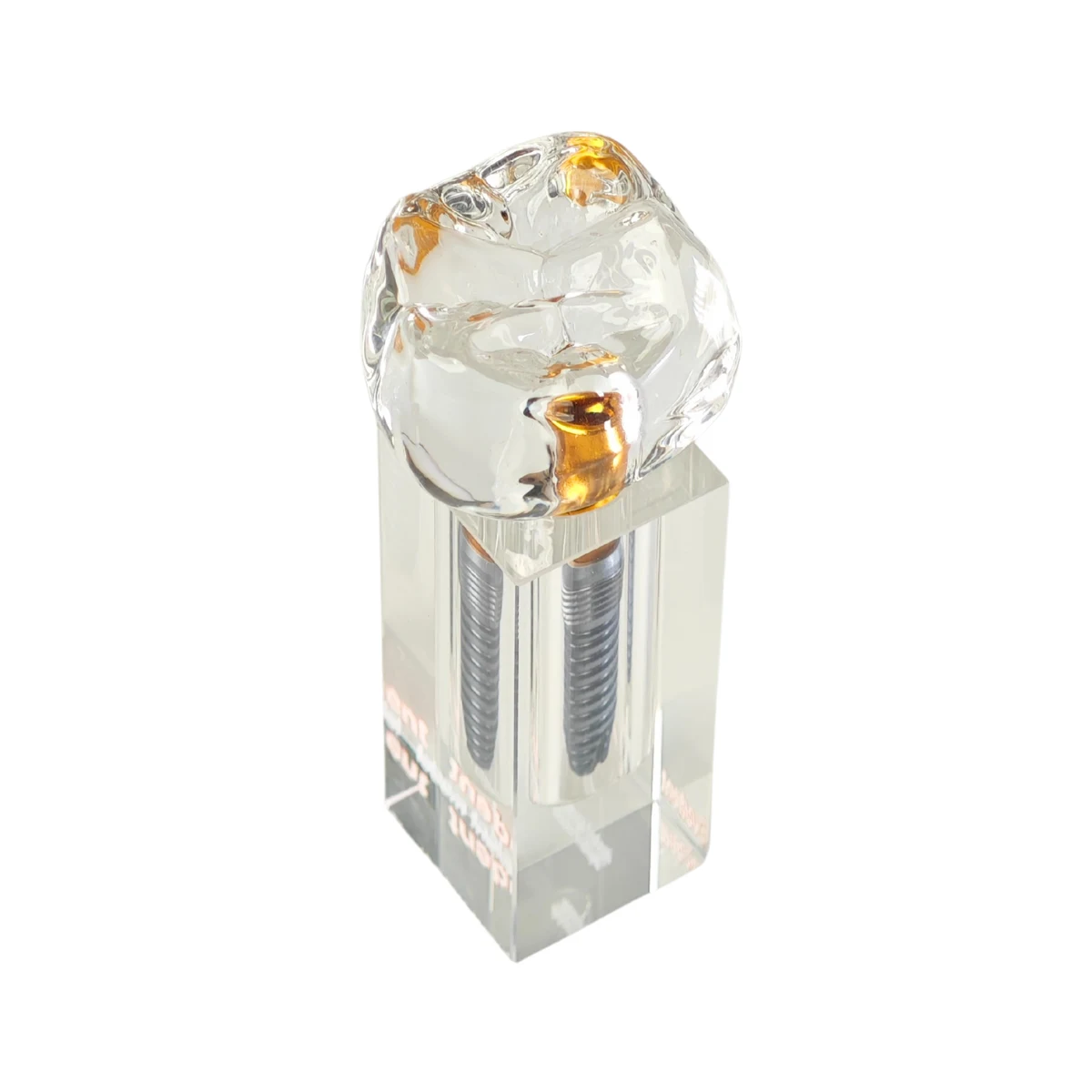 Evodent Implant Display Demonstration Model For Chairside Patient Education | Buy Now At Evodent Evodent implant display demonstration model for chairside patient education