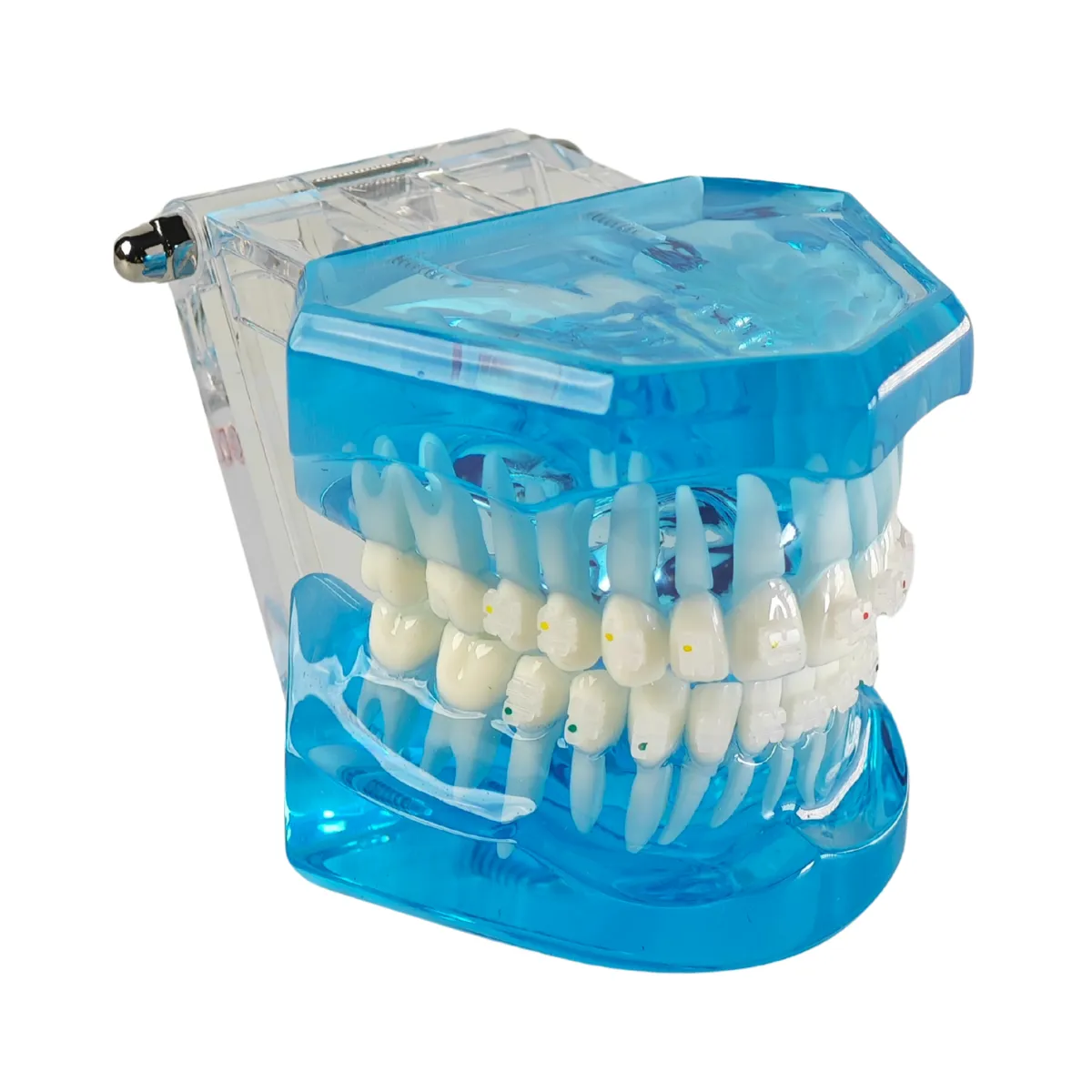 Evodent Orthodontic Model With Ceramic Brackets For Patient Education Model | Buy Now At Evodent Evodent orthodontic model with ceramic brackets for patient education model