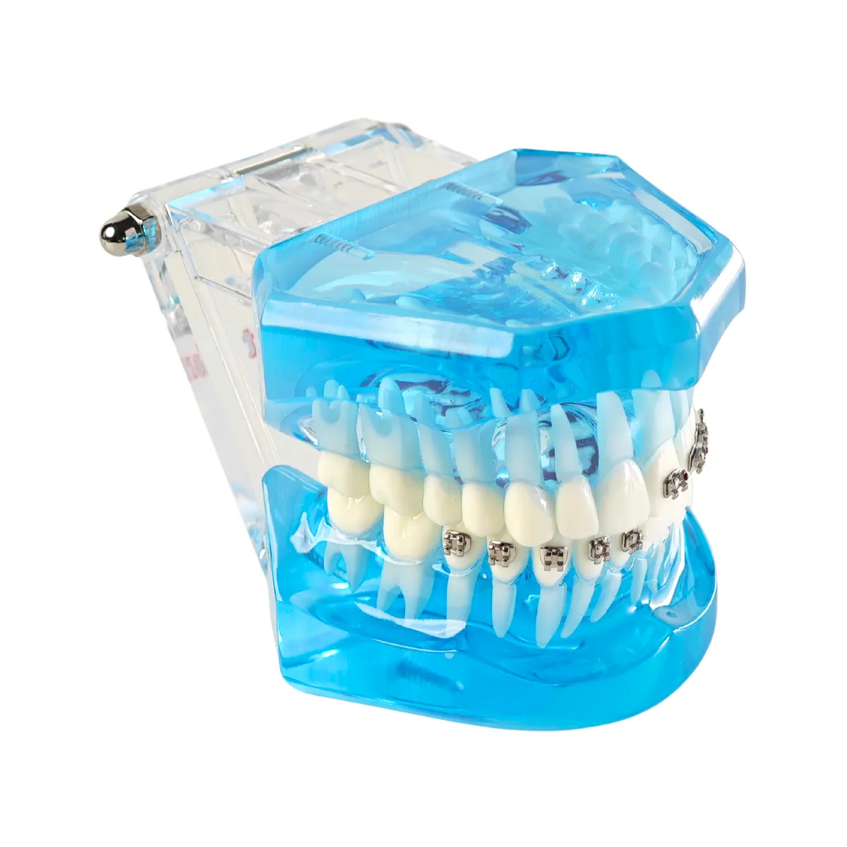Evodent Three In One Orthodontic Model With Self Ligating Bracket | Buy Now At Evodent Evodent orthodontic model with self ligating bracket