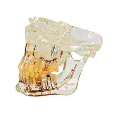 Evodent Orthognathic and Osteology Model for TMJ Anatomy, Jaw Movement and Maxillofacial Relationship Demonstration