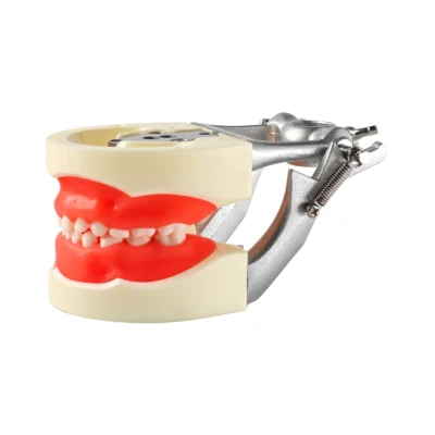 Evodent Pediatric Dental Cast Mold with Primary Teeth is a realistic dental training model designed for pediatric dentistry practice. It includes upper and lower jaw casts with primary teeth to help students and professionals practice dental procedures accurately.