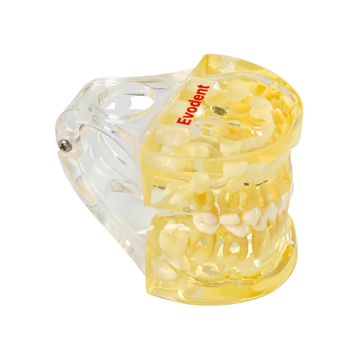 Evodent Pediatric Patient Education Dental Model For 3 Year Child Showing Primary Dentition (Milk Teeth) | Buy Now At Evodent Evodent pediatric patient education dental model for 3 year child showing primary dentition (milk teeth)