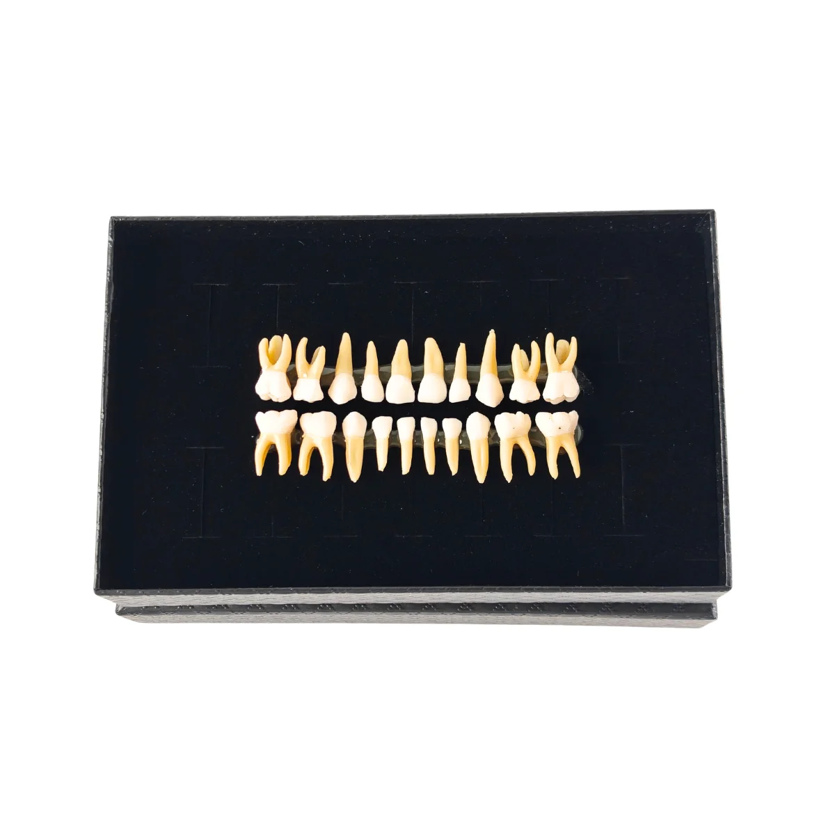 Evodent Pedo Teeth For Orthodontic Practice | Buy Now At Evodent Evodent pedo teeth for orthodontic practice