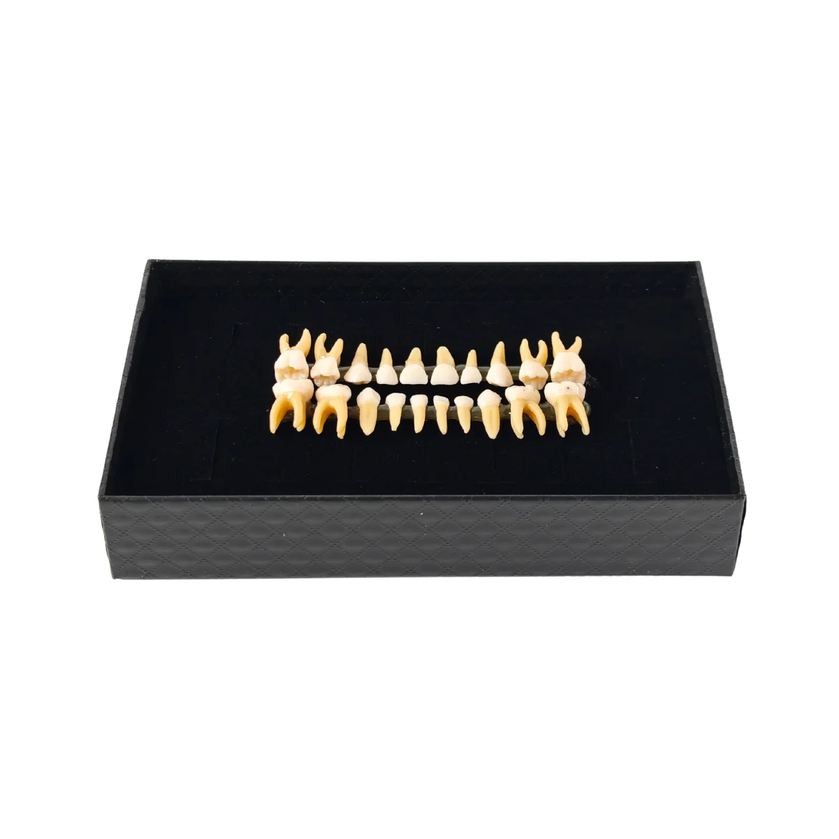Evodent Pedo Teeth For Orthodontic Practice | Buy Now At Evodent Evodent pedo teeth for orthodontic practice
