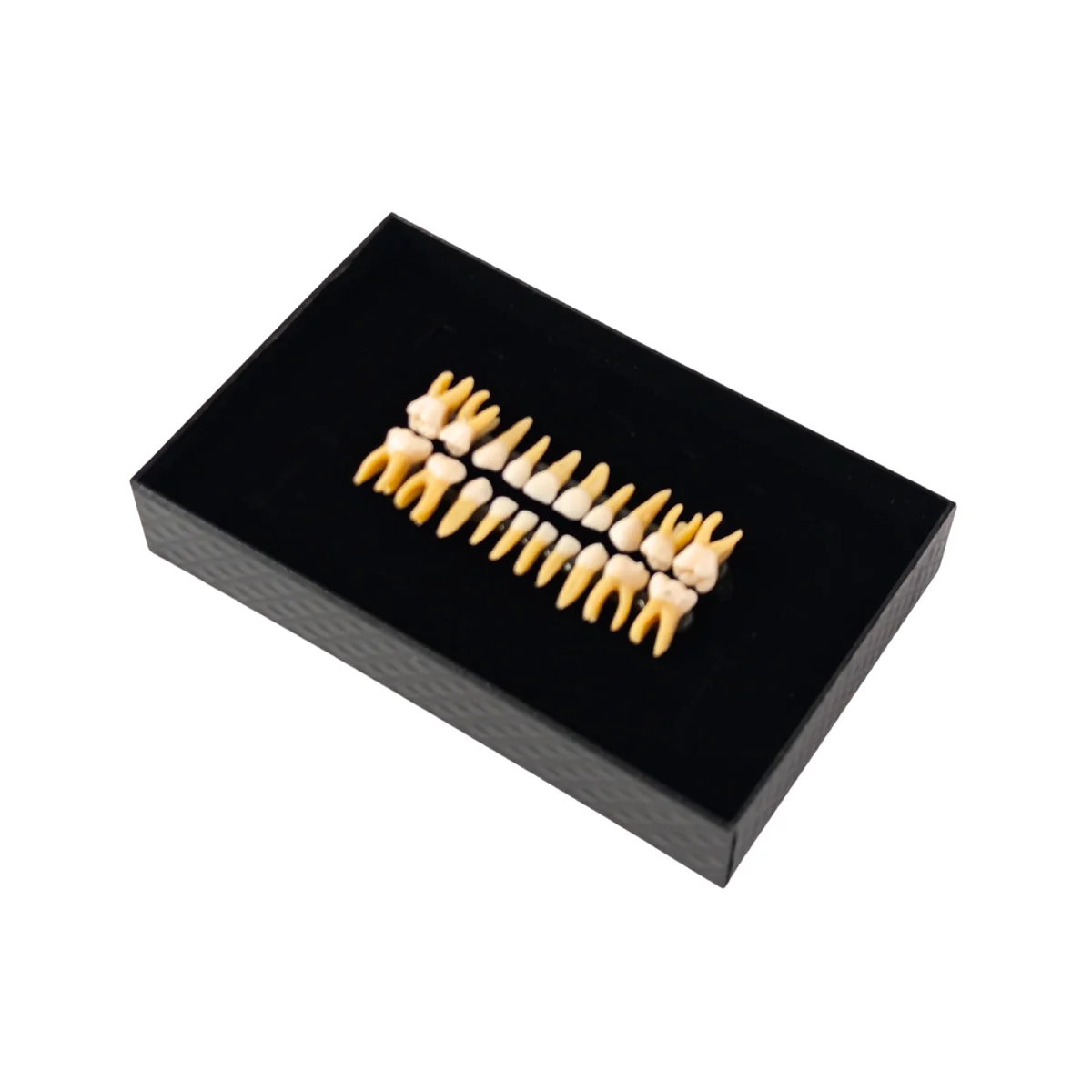 Evodent Pedo Teeth For Orthodontic Practice | Buy Now At Evodent Evodent pedo teeth for orthodontic practice