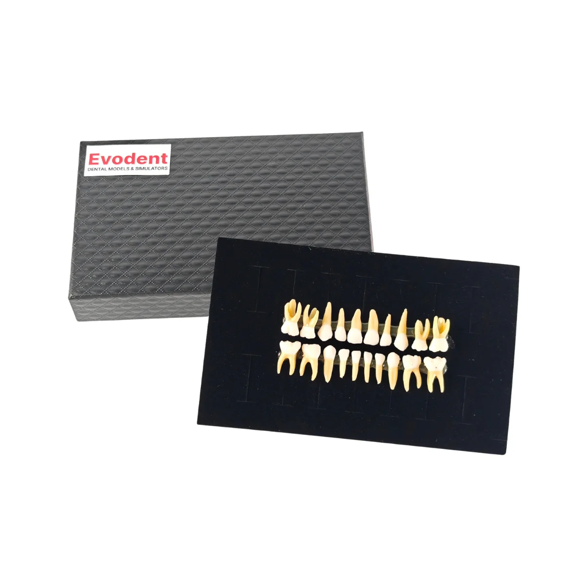 Evodent Pedo Teeth For Orthodontic Practice | Buy Now At Evodent Evodent pedo teeth for orthodontic practice