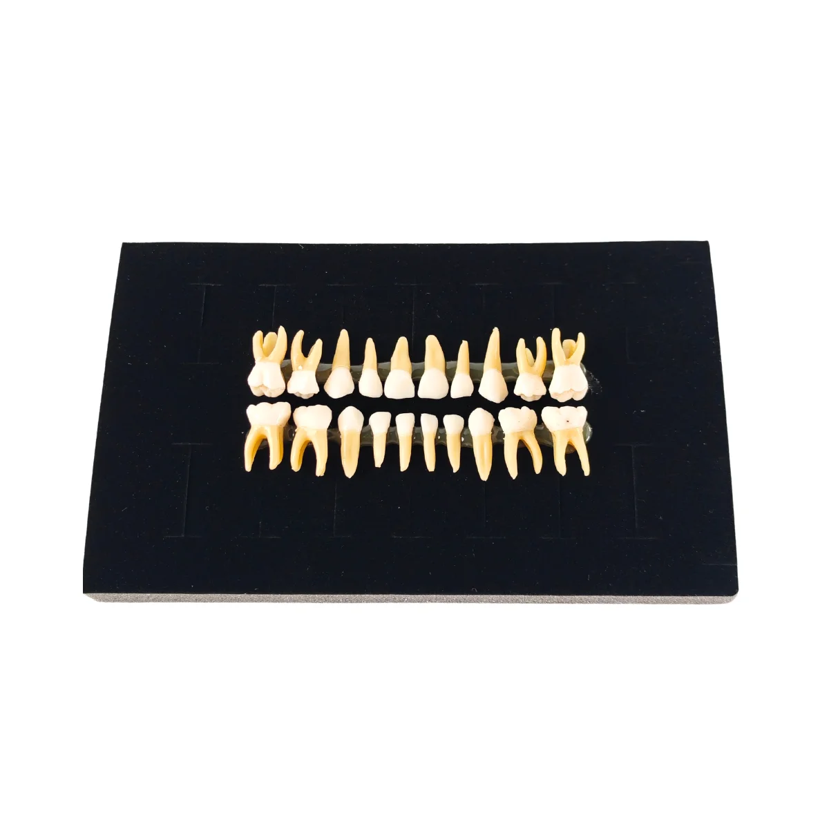 Evodent Pedo Teeth For Orthodontic Practice | Buy Now At Evodent Evodent pedo teeth for orthodontic practice