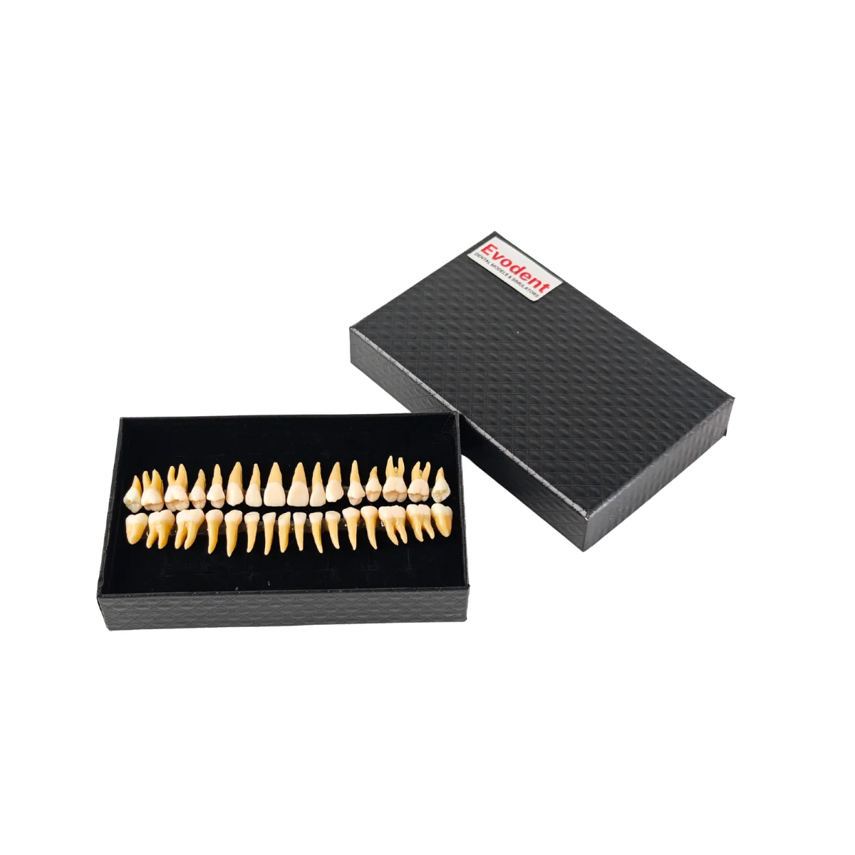 Evodent Plastic Teeth Set For Orthodontic Practice And Training | Buy Now At Evodent Evodent plastic teeth set for orthodontic practice and training
