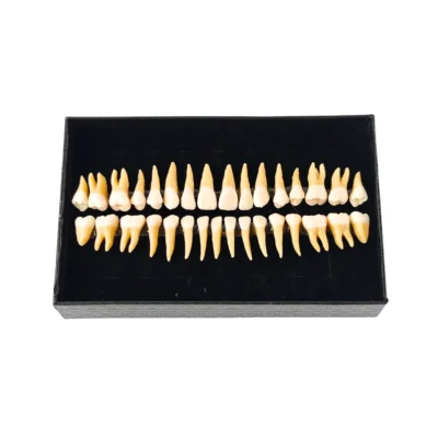 Evodent Plastic Teeth Set for Orthodontic Practice and Training
