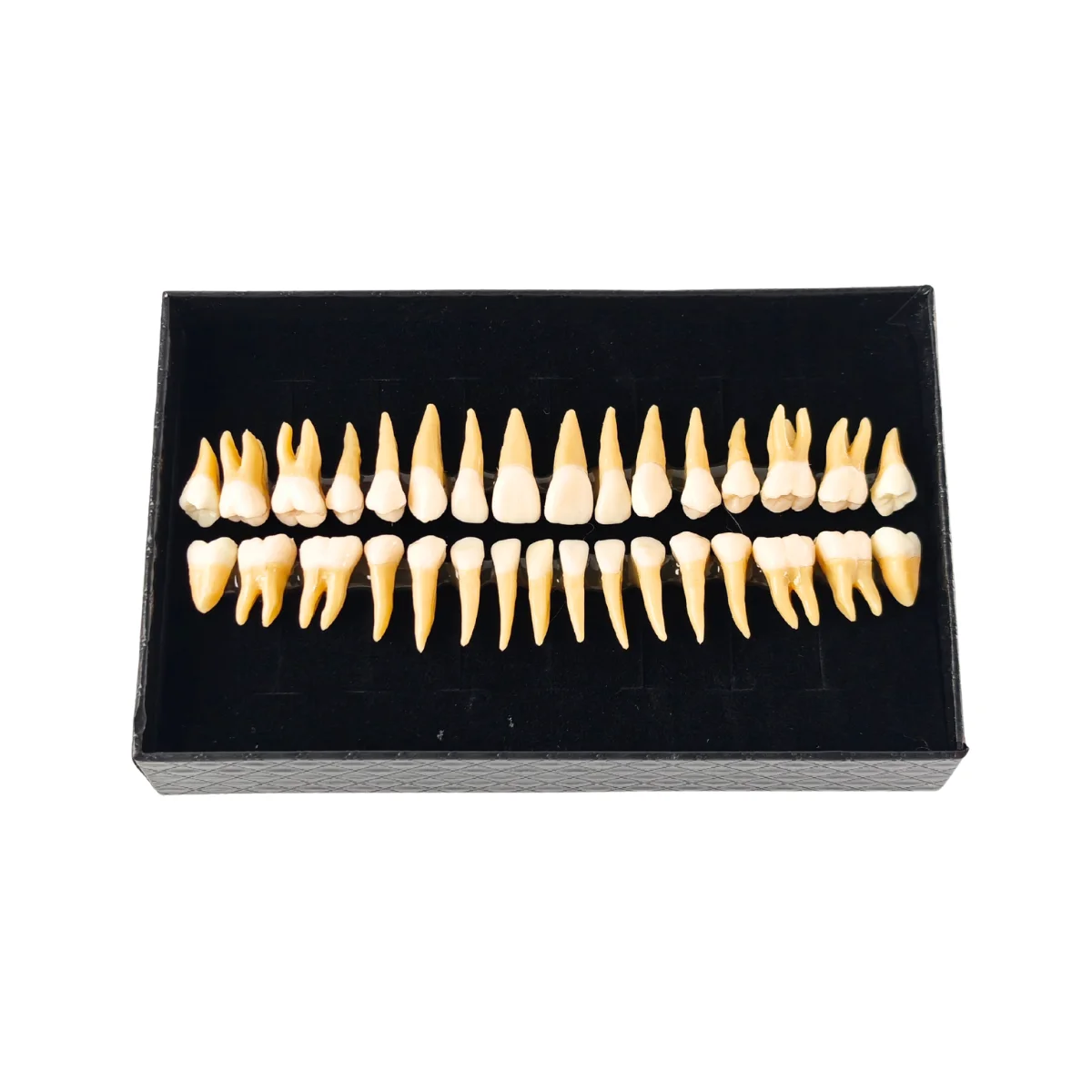 Evodent Plastic Teeth Set For Orthodontic Practice And Training | Buy Now At Evodent Evodent plastic teeth set for orthodontic practice and training