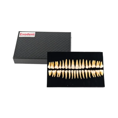 Evodent Plastic Teeth Set for Orthodontic Practice and Training