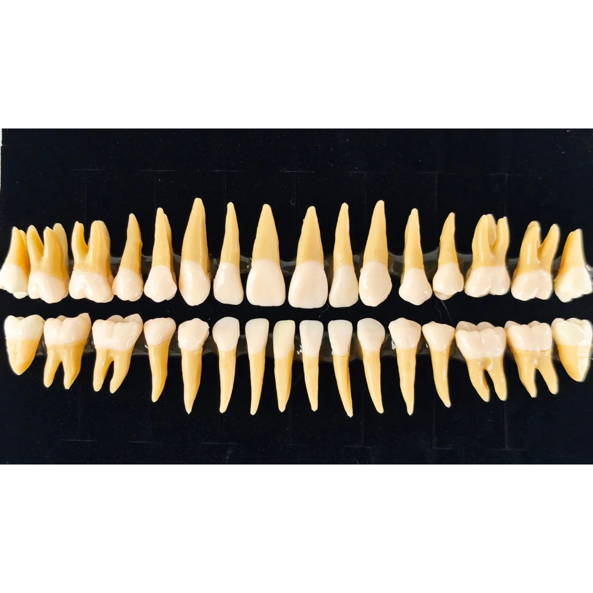 Evodent Plastic Teeth Set For Orthodontic Practice And Training | Buy Now At Evodent Evodent plastic teeth set for orthodontic practice and training