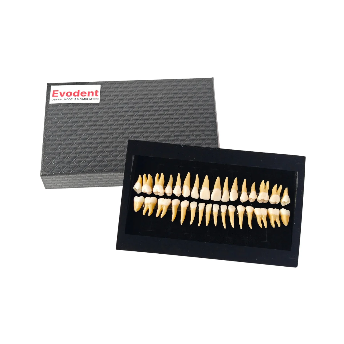 Evodent Plastic Teeth Set For Orthodontic Practice And Training | Buy Now At Evodent Evodent plastic teeth set for orthodontic practice and training