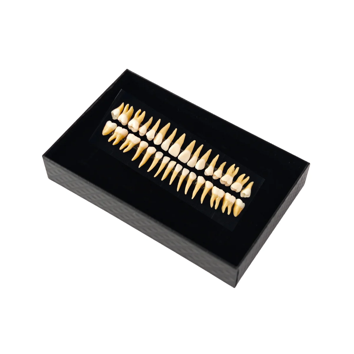 Evodent Plastic Teeth Set For Orthodontic Practice And Training | Buy Now At Evodent Evodent plastic teeth set for orthodontic practice and training