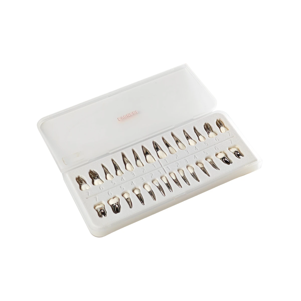 Evodent Typodont Teeth With Metal Root And Tooth Color Crown, For Orthodontic Training, Set Of 28 Teeth | Buy Now At Evodent Evodent typodont teeth with metal root and tooth color crown, for orthodontic training, set of 28 teeth