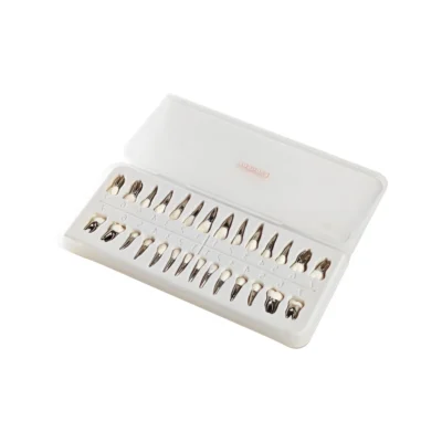 Evodent Typodont Teeth with Metal Root and Tooth Color Crown, For Orthodontic Training, Set of 28 Teeth