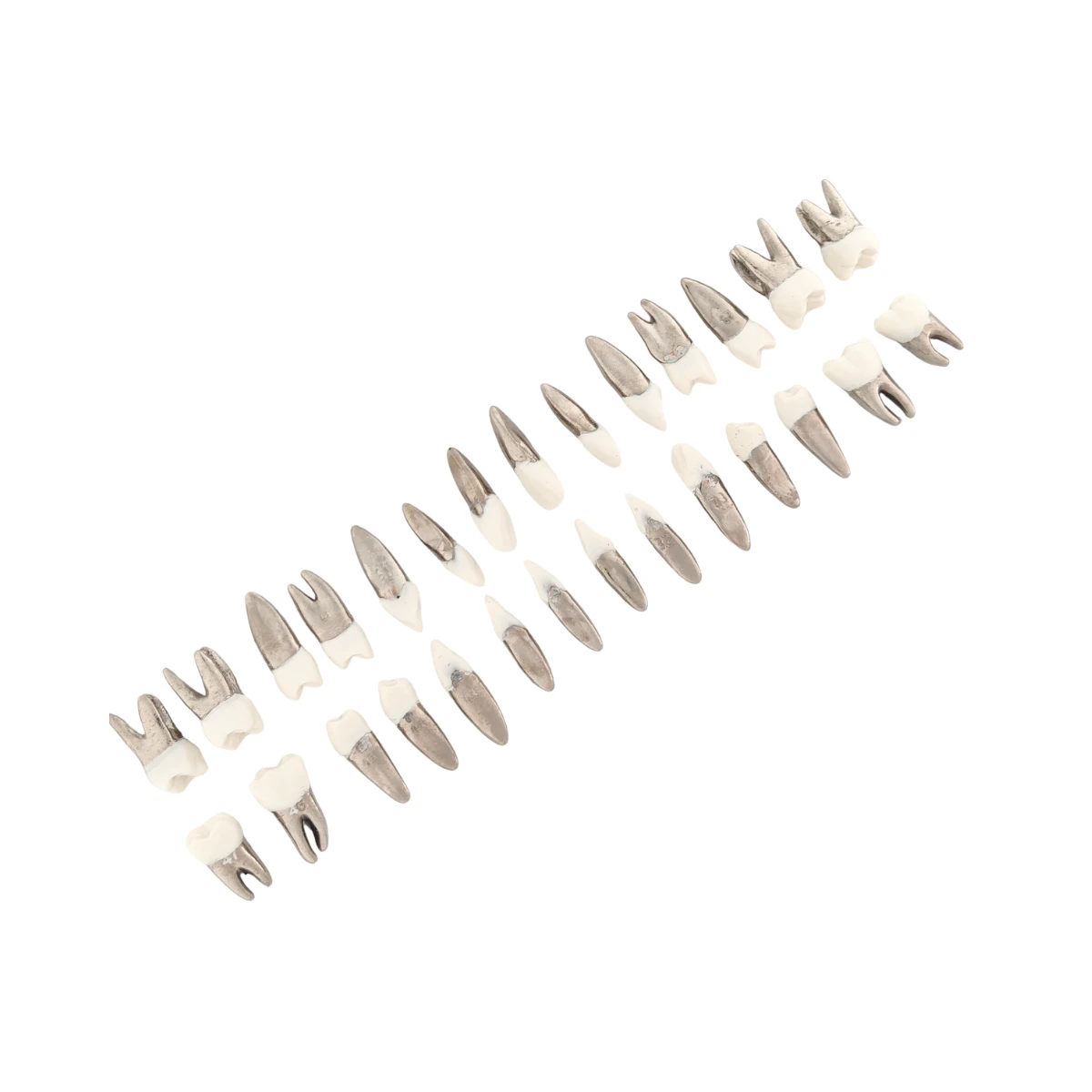 Evodent Typodont Teeth With Metal Root And Tooth Color Crown, For Orthodontic Training, Set Of 28 Teeth | Buy Now At Evodent Evodent typodont teeth with metal root and tooth color crown, for orthodontic training, set of 28 teeth