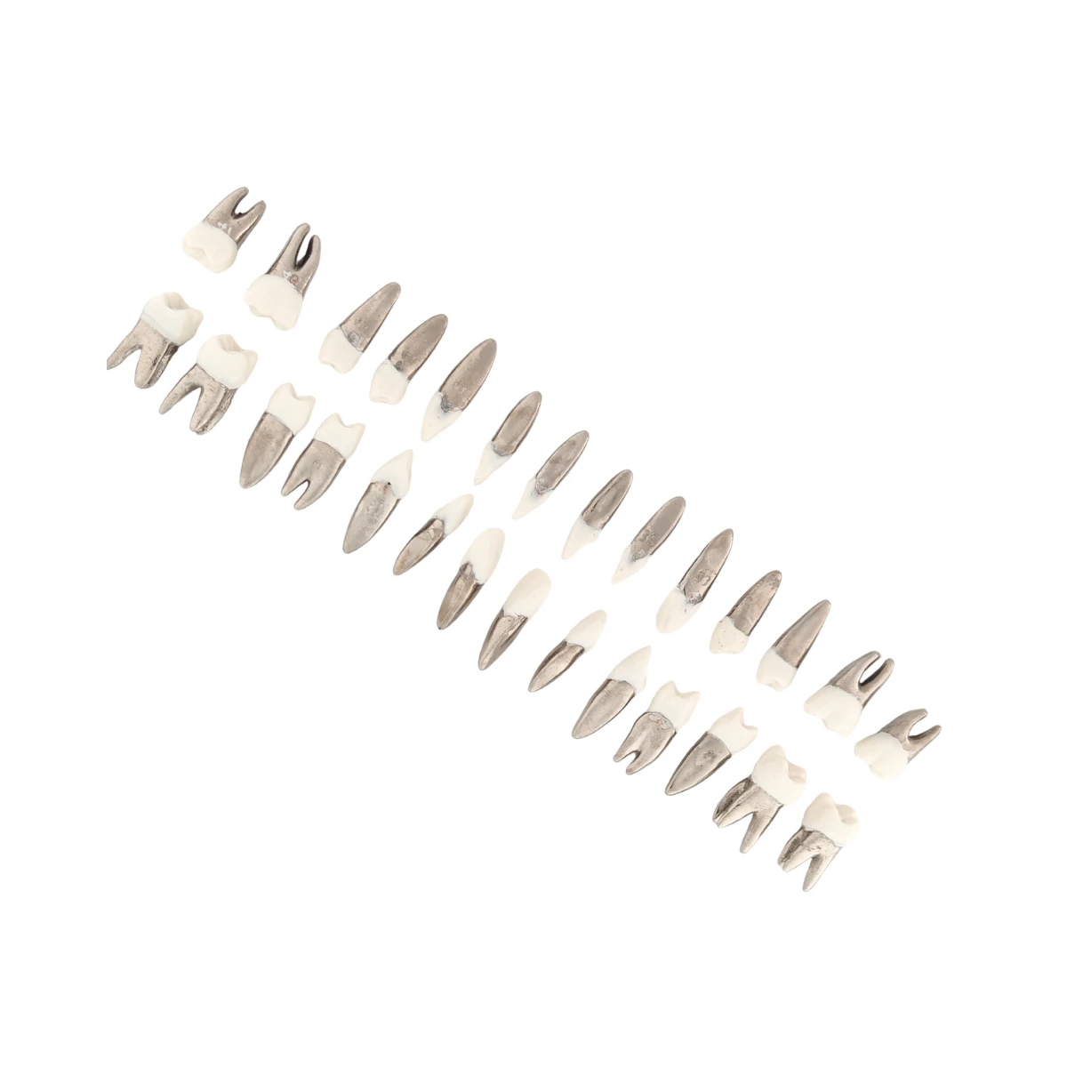 Evodent Typodont Teeth With Metal Root And Tooth Color Crown, For Orthodontic Training, Set Of 28 Teeth | Buy Now At Evodent Evodent typodont teeth with metal root and tooth color crown, for orthodontic training, set of 28 teeth