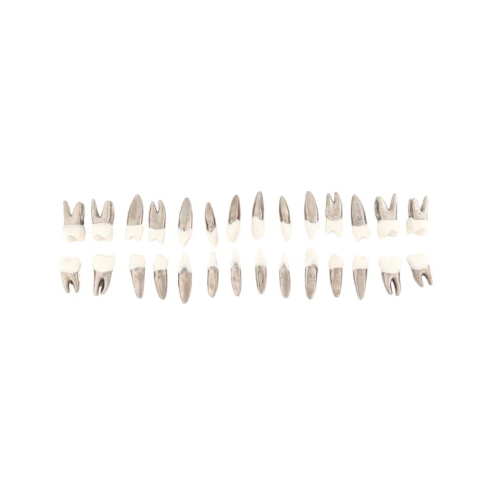 Orthodontic Typodont Teeth Set with Metal Root | Evodent