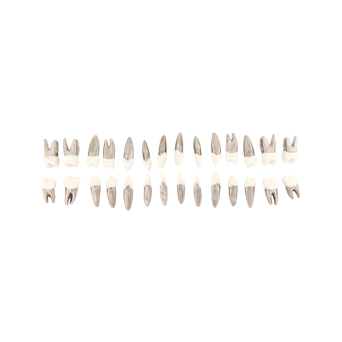 Evodent Typodont Teeth With Metal Root And Tooth Color Crown, For Orthodontic Training, Set Of 28 Teeth | Buy Now At Evodent Evodent typodont teeth with metal root and tooth color crown, for orthodontic training, set of 28 teeth
