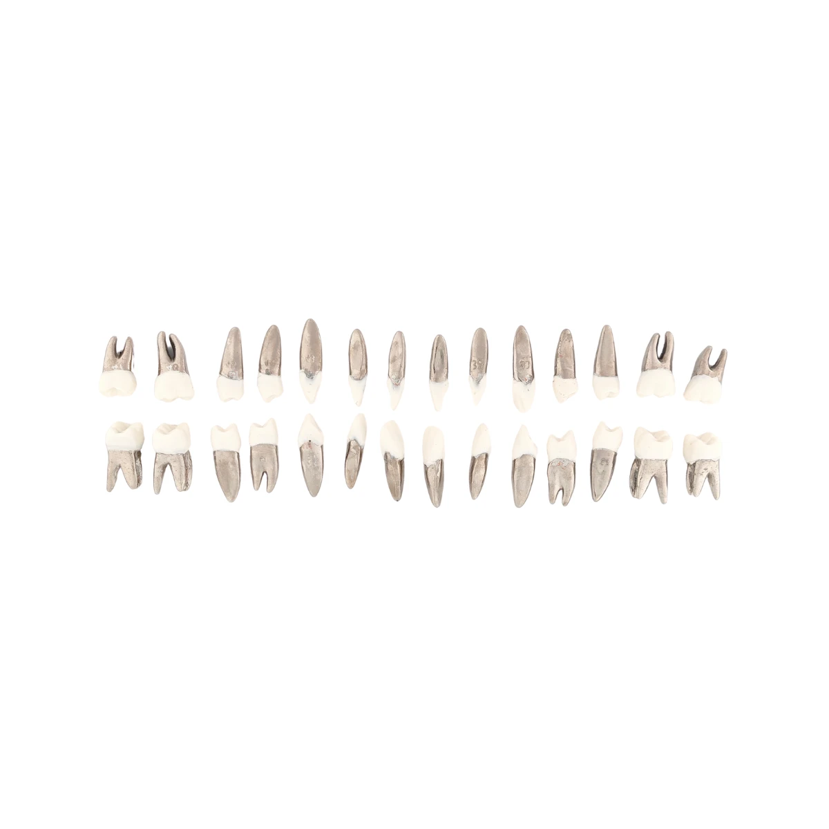 Evodent Typodont Teeth With Metal Root And Tooth Color Crown, For Orthodontic Training, Set Of 28 Teeth | Buy Now At Evodent Evodent typodont teeth with metal root and tooth color crown, for orthodontic training, set of 28 teeth