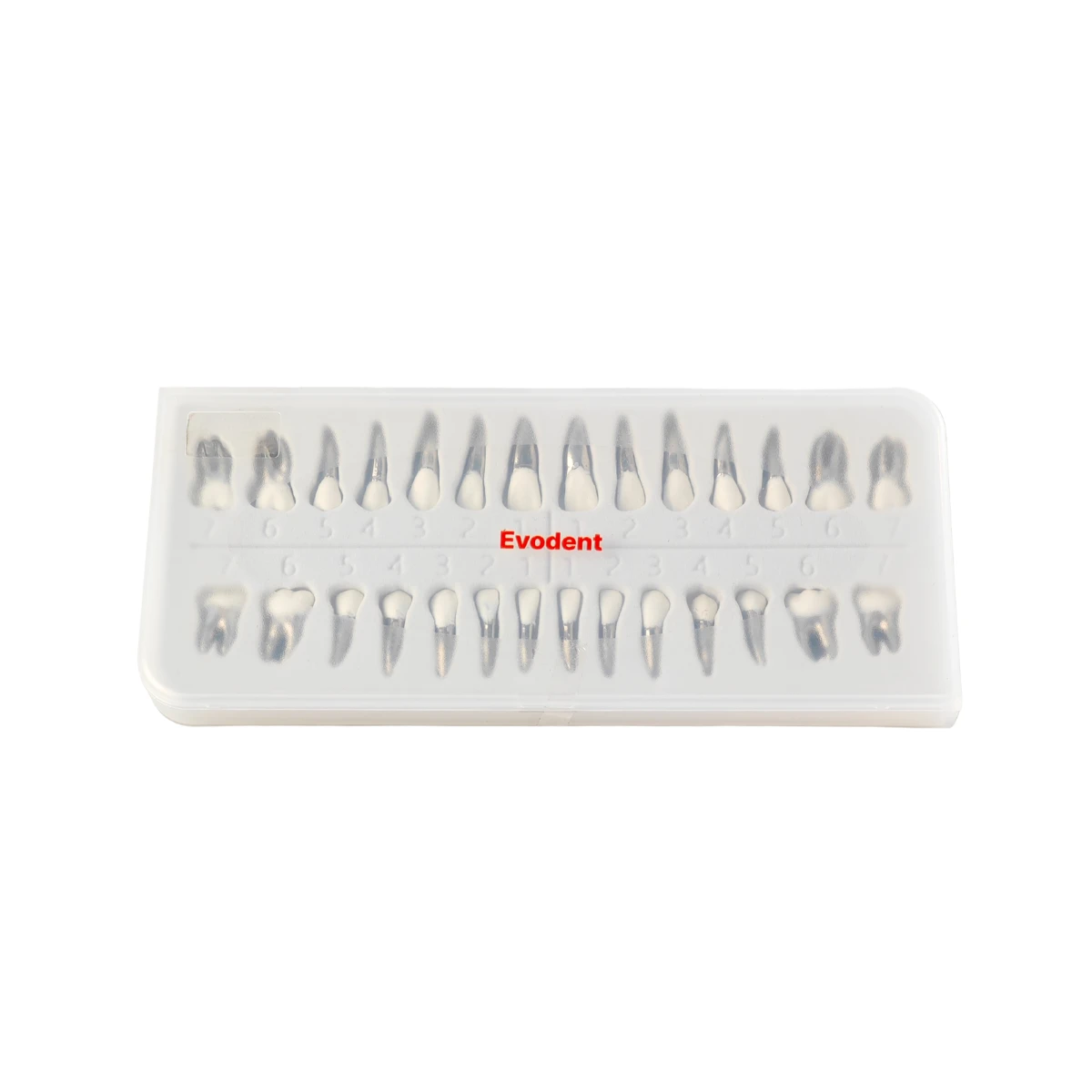 Evodent Typodont Teeth With Metal Root And Tooth Color Crown, For Orthodontic Training, Set Of 28 Teeth | Buy Now At Evodent Evodent typodont teeth with metal root and tooth color crown, for orthodontic training, set of 28 teeth