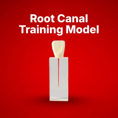 Root Canal Training Model