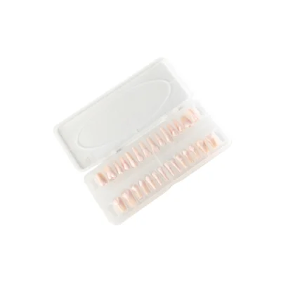 Evodent 200 CORE Root Canal Teeth Radiopaque Typodont Replacement Teeth for RCT Practice