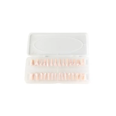 Evodent 200 CORE Root Canal Teeth Radiopaque Typodont Replacement Teeth for RCT Practice