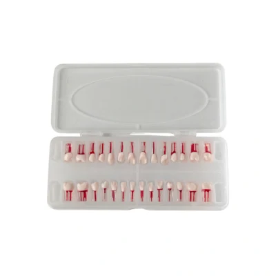 Evodent 200 CORE Transparent Root Canal Teeth for Endodontic Training