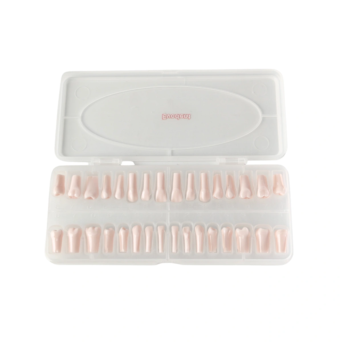 Evodent 200 Pro Normal Teeth, Replacement Teeth, Full Set, Compatible With Nissin 200 | Buy Now At Evodent Evodent 200 pro normal teeth, replacement teeth, full set, compatible with nissin 200