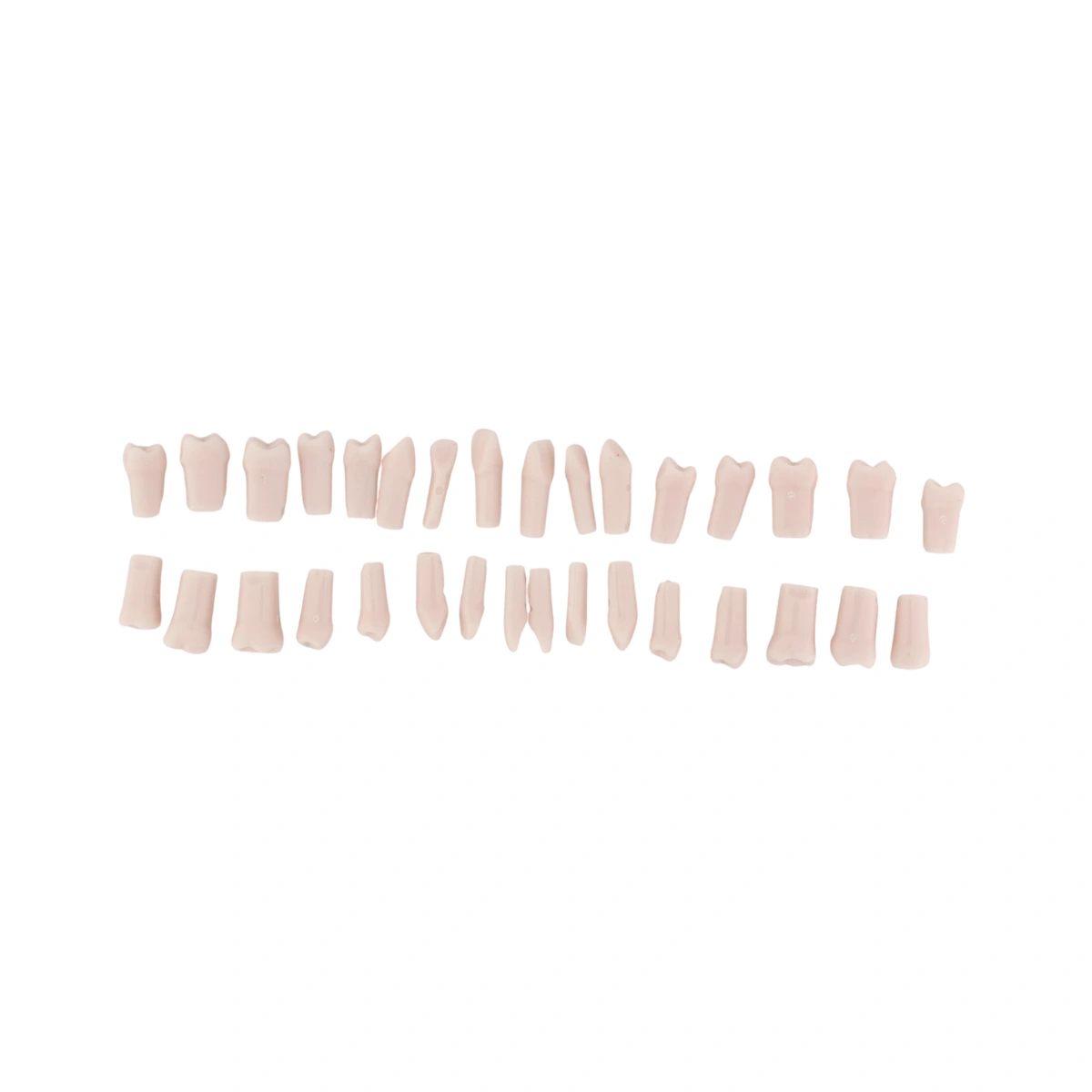 Evodent 200 Pro Normal Teeth, Replacement Teeth, Full Set, Compatible With Nissin 200 | Buy Now At Evodent Evodent 200 pro normal teeth, replacement teeth, full set, compatible with nissin 200
